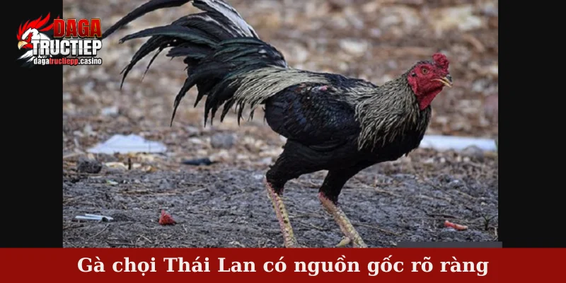 Gà Chọi Thái Lan – Sức Mạnh Bền Bỉ, Lối Đá Tinh Anh 2 Gà chọi Thái Lan có nguồn gốc rõ ràng