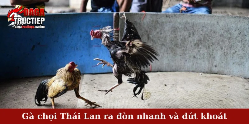 Gà Chọi Thái Lan – Sức Mạnh Bền Bỉ, Lối Đá Tinh Anh 4 Gà chọi Thái Lan ra đòn nhanh và dứt khoát