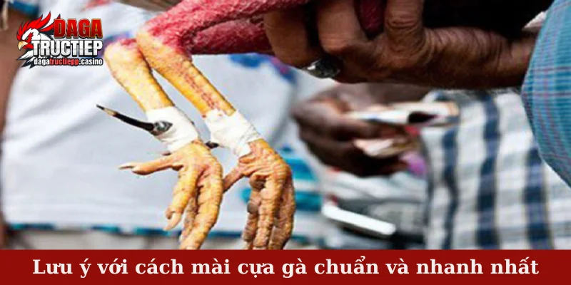 Cách Mài Cựa Gà Chuẩn Và Nhanh Cho Sư Kê Chuyên Nghiệp 4 Lưu ý với cách mài cựa gà chuẩn và nhanh nhất
