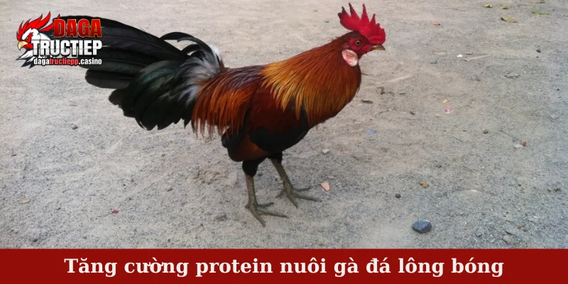 Tăng cường protein nuôi gà đá lông bóng