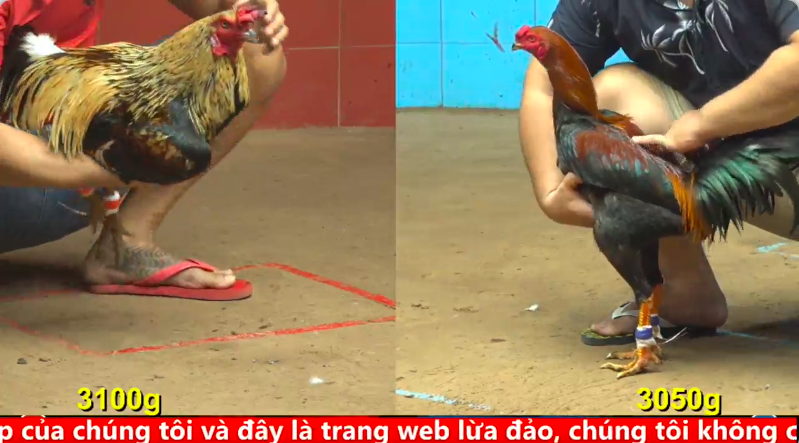 Trận 22 trực tiếp bồ gà cpc 4 ngày 24/09/2025 - Anh Tuấn Sài Gòn vs Anh Bé xổ 50 1 4 8