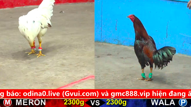 Trận 22 trực tiếp bồ gà cpc 5 ngày 23/09/2025 - Anh Bình Sài Gòn vs anh Dự Bảo Lộc xổ 50 1 5 6