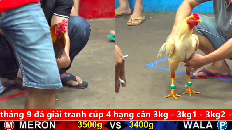 Trận 10 trực tiếp bồ gà cpc 5 ngày 24/09/2025 - Anh Phong Tiềng Giang anh Bảo Sting (đá ăn 9 xổ 30 triệu) 1 5 7