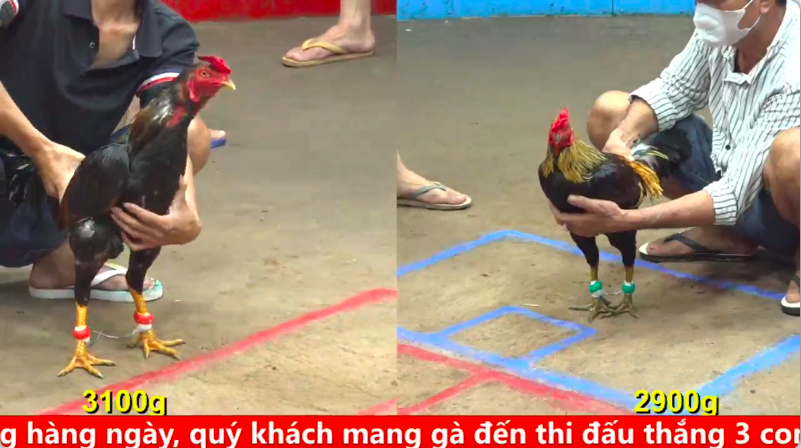 Trận 35 bồ cpc 5 ngày 04/09/2025 - Hạng cân 3k4 anh Thắng SG vs anh Bảo Sting 1 5