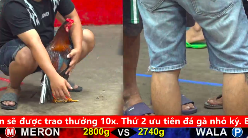 Trận 29 Trận 9 trực tiếp bồ gà cpc 5 ngày 02/10/2025 - Gà Que anh Dự Bảo Lộc bén quá lên 2 lớp trong tháng rồi 1 5