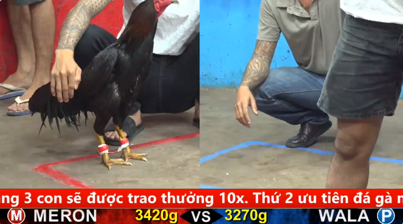 Trận 9 trực tiếp bồ gà cpc 5 ngày 01/10/2025 - Anh Hiển Long Xuyên vs anh Khoa Bến Lức 1 c5