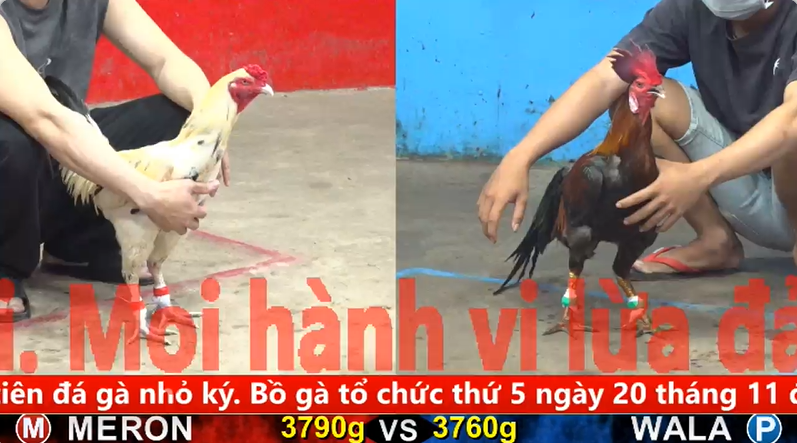 Trận 3 trực tiếp bồ gà tonhon ngày 10/11/2025 - Gà Xanh mồng lá 1 kí 1 chân lật kèo ăn 2 đẳng cấp 1 cpc5