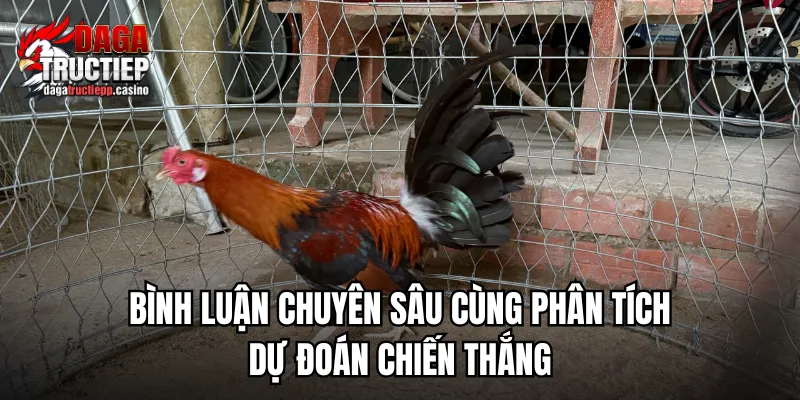 Đá Gà Trực Tiếp ÉC🎖️ Xem Chọi Kê Full HD - Lịch Cập Nhật 7/2026 4 Những lưu ý khi xem đá gà trực tiếp cho mượt