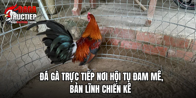 Đá Gà Trực Tiếp ÉC🎖️ Xem Chọi Kê Full HD - Lịch Cập Nhật 7/2026 2 Các yếu tố tạo nên một trận đá gà trực tiếp