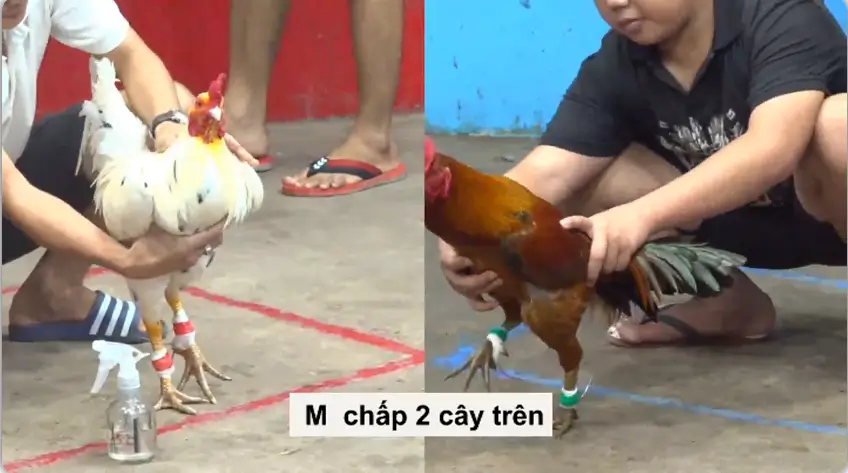 full clip da ga truc tiep cpc5 thomo ngay 21 05 2026