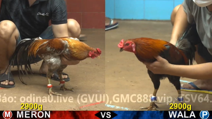 xem clip da ga truc tiep cpc4 thomo 02 05 2026