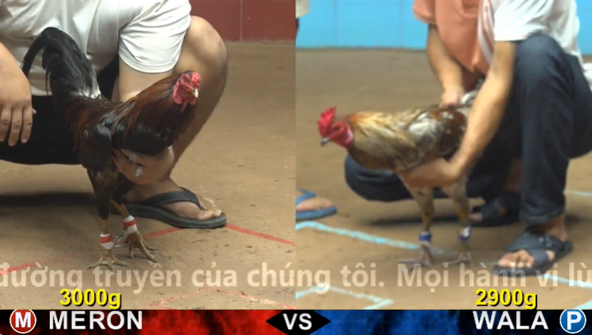 xem clip da ga truc tiep cpc4 thomo 09 05 2026