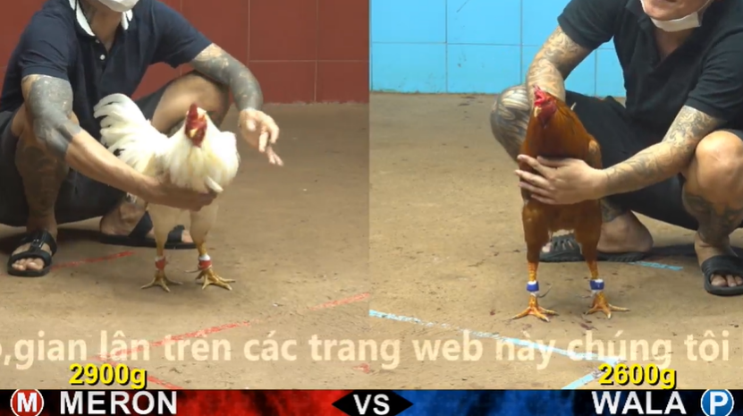 xem clip da ga truc tiep cpc4 thomo 10 05 2026