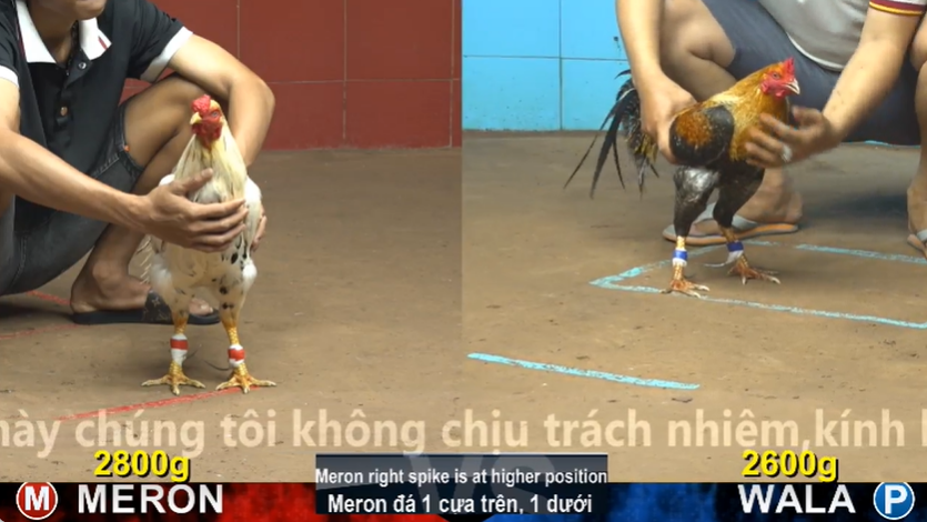 xem clip da ga truc tiep cpc4 thomo 17 05 2026