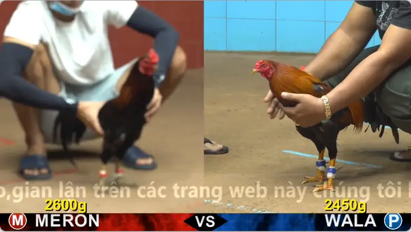 xem clip da ga truc tiep cpc4 thomo 18 05 2026