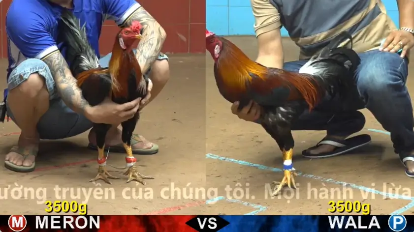 xem clip da ga truc tiep cpc4 thomo 19 05 2026