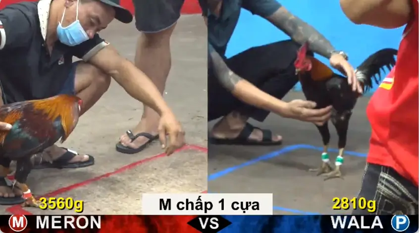 full clip da ga truc tiep cpc5 thomo ngay 12 06 2026