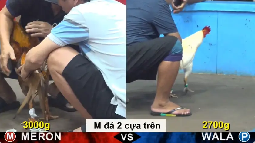 full clip da ga truc tiep cpc5 thomo ngay 22 06 2026