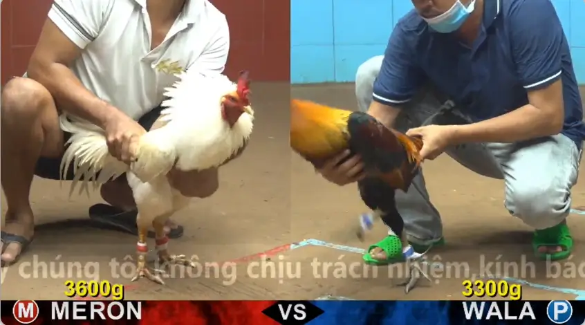 xem clip da ga truc tiep cpc4 thomo 08 06 2026