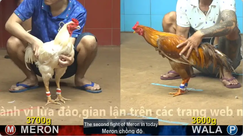 xem clip da ga truc tiep cpc4 thomo 12 06 2026